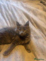 Maine Coon cats - Advert 6