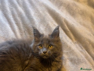 Maine Coon cats Stunning active tica reg XL Maine coon boys - Advert 16