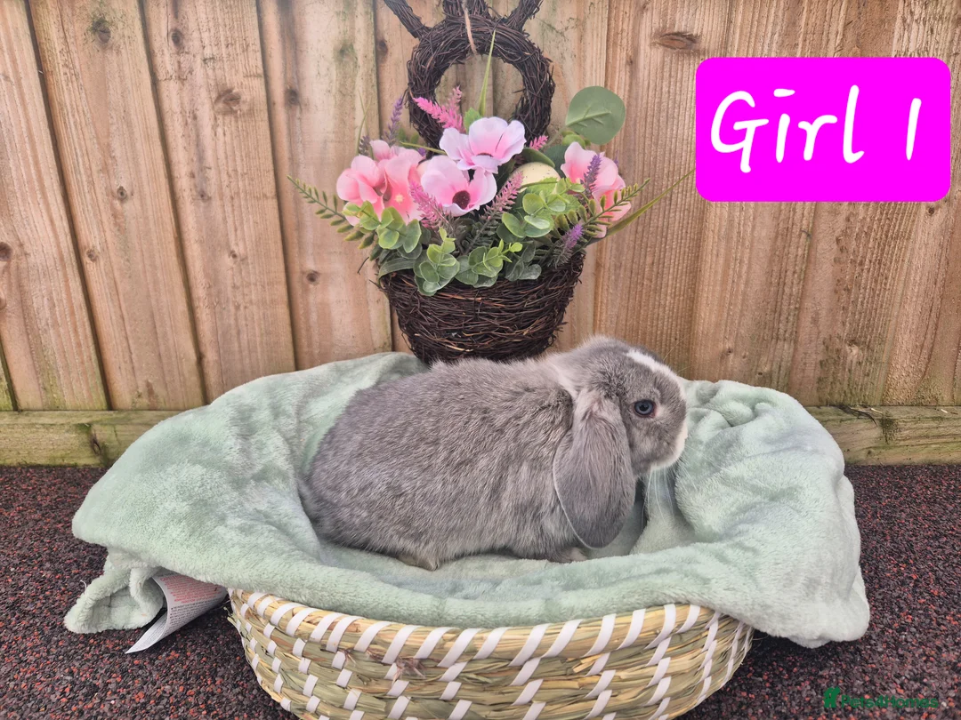 Mini Lop rabbits for sale:  ❤️ Gorgeous mini lops ❤️ please read description - Advert 1