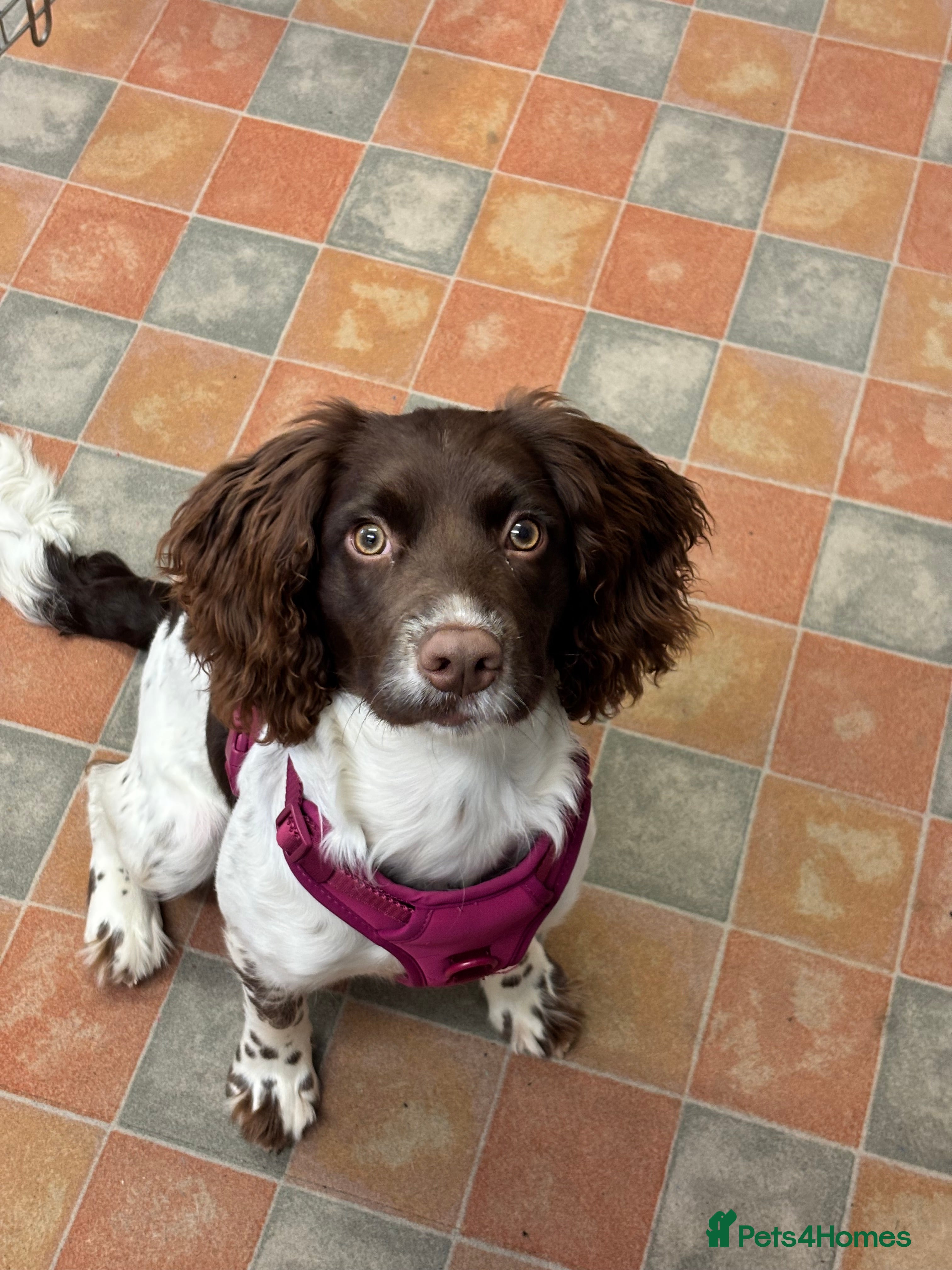 English Springer Spaniel dogs 7 month old springer spaniel  - Advert 2