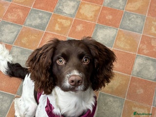 English Springer Spaniel dogs 7 month old springer spaniel - Advert 2