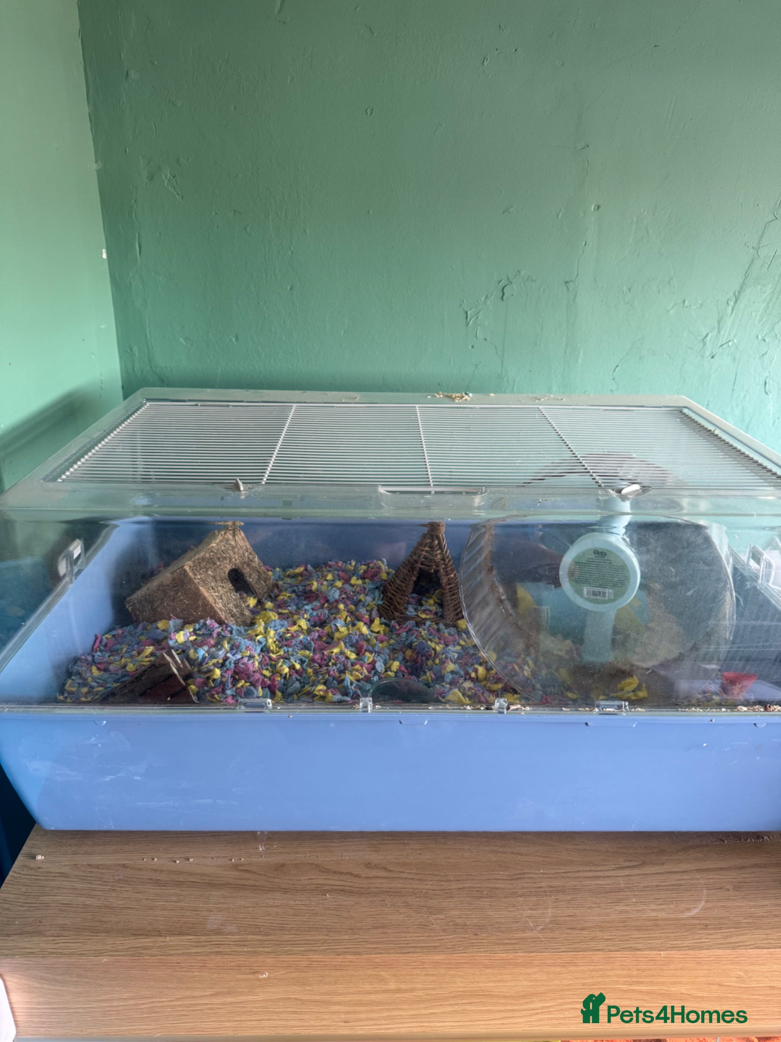 Hamster rodents Russian dwarf female hamster and set up  - Advert 3