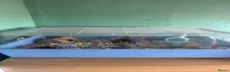 Hamster rodents for sale: Russian dwarf female hamster and set up  - Advert 1