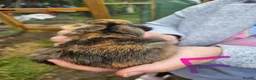 Mixed Breed rabbits for sale: Minilop x rex rabbits  - Advert 33
