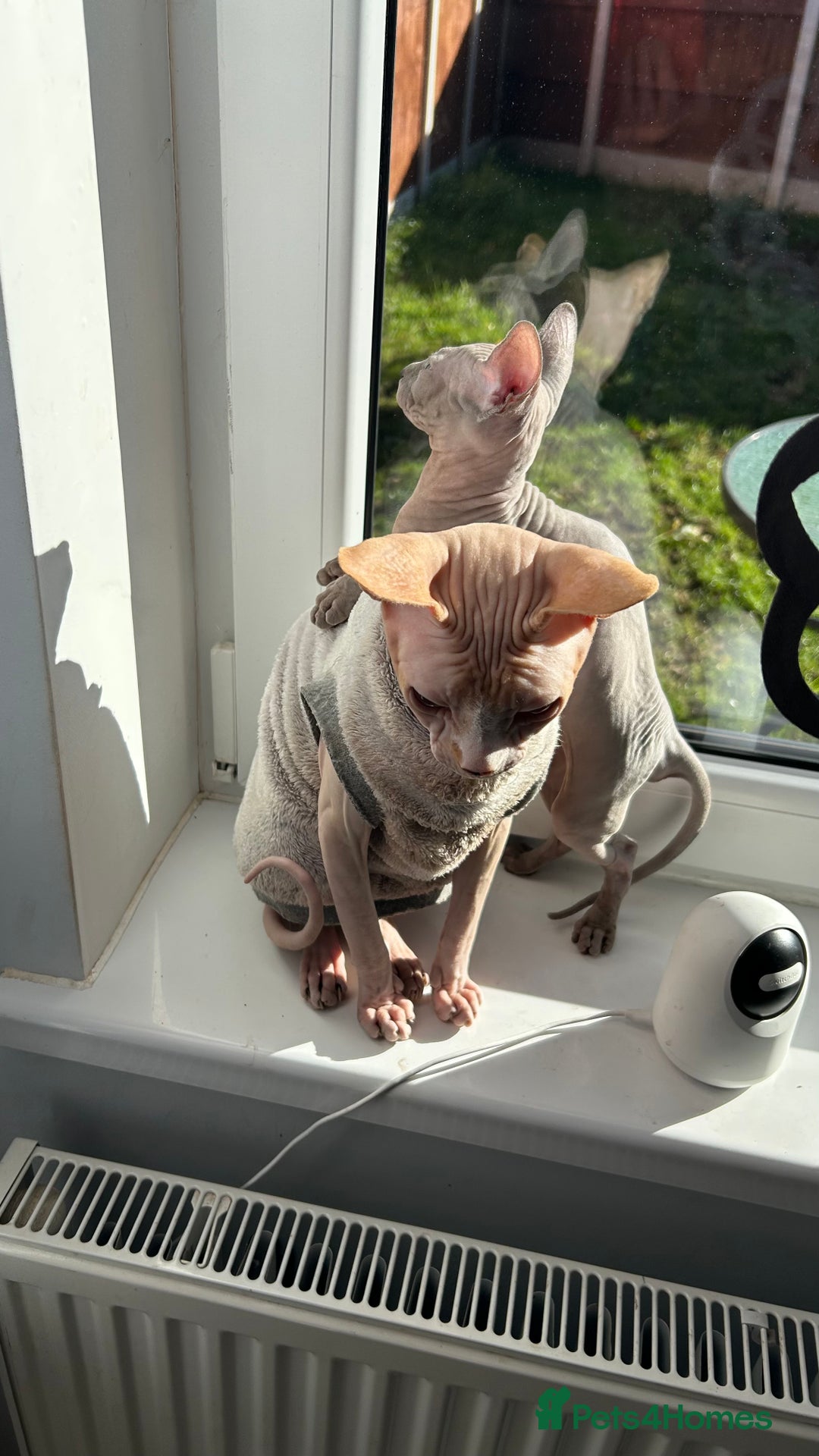 Sphynx cats for sale: Amazing boy. - Image 8