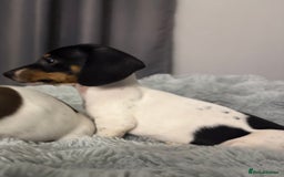 Miniature Dachshund dogs for sale: Four beautiful miniature dachshund girls - Advert 32