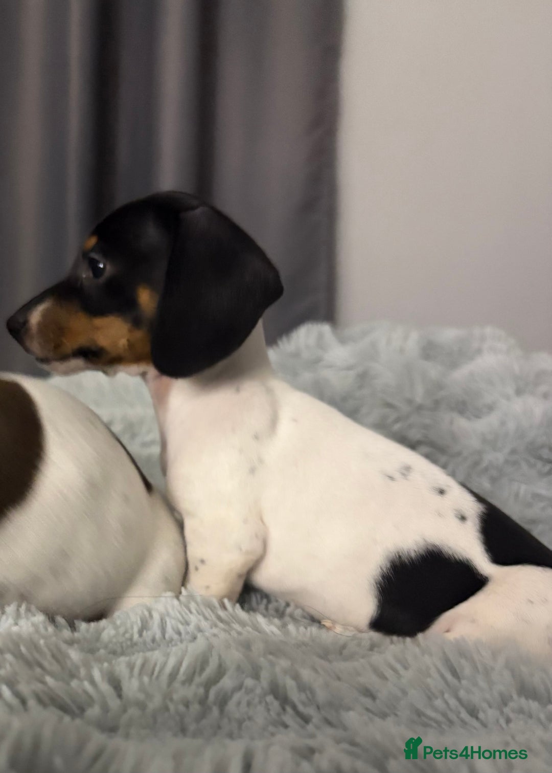 Miniature Dachshund dogs for sale: Four beautiful miniature dachshund girls - Advert 32