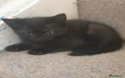 Ragdoll cats for sale: Ragdoll x tabby kittens - Image 22