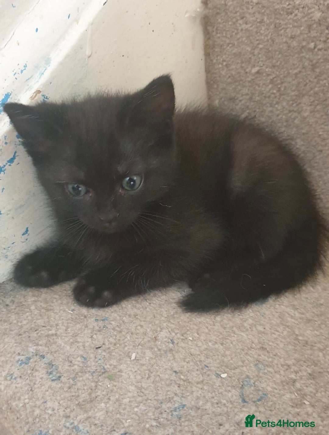 Ragdoll cats for sale: Ragdoll x tabby kittens - Image 22