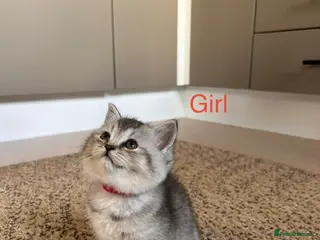 Scottish Fold cats Lovely , playful kittens looking for home - Advert 6
