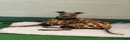 Italian Greyhound dogs for sale: KC reg Italian greyhounds - Advert 19