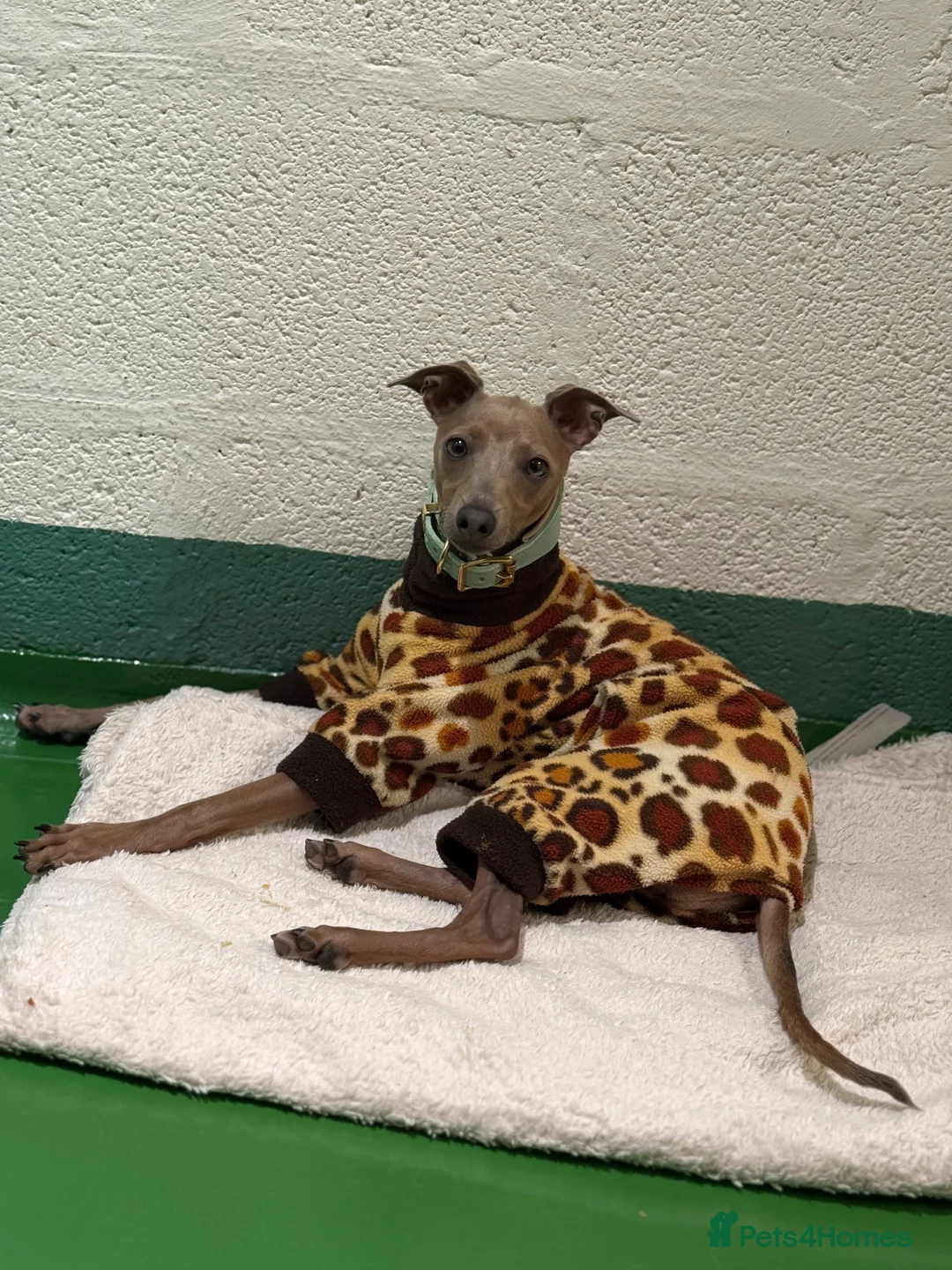 Italian Greyhound dogs for sale: KC reg Italian greyhounds - Advert 19