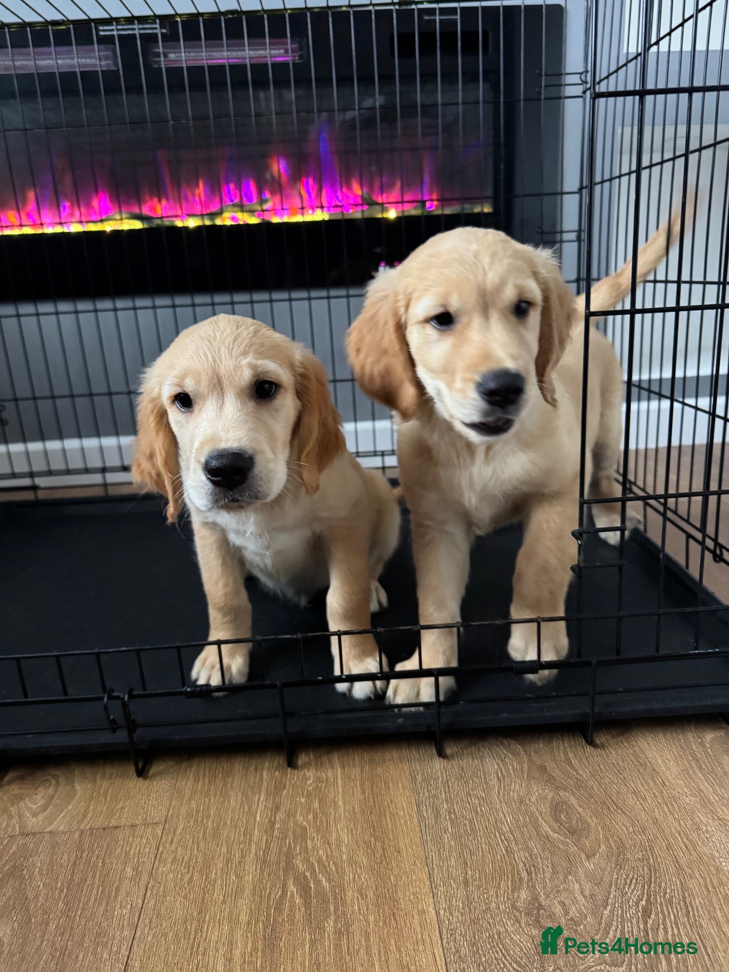 Golden Retriever dogs G R PUPS - READY TO GO! KC Registered! - Advert 10