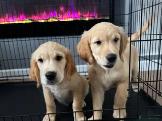 Golden Retriever dogs G R PUPS - READY TO GO! KC Registered! - Advert 10
