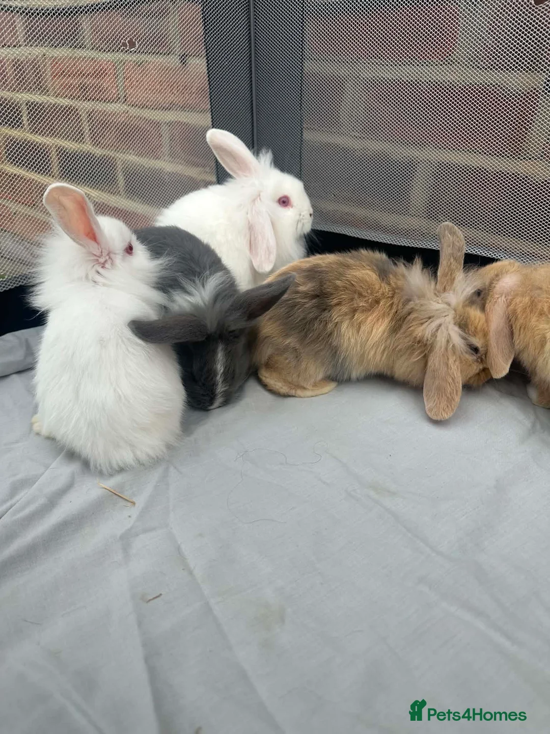 Mini Lion Lop rabbits for sale: Beautiful fluffy baby bunnies in Durham - Advert 2