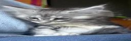 Maine Coon cats for sale: XL TICA REG ACTIVE 1 GIRL ONLY - Advert 7