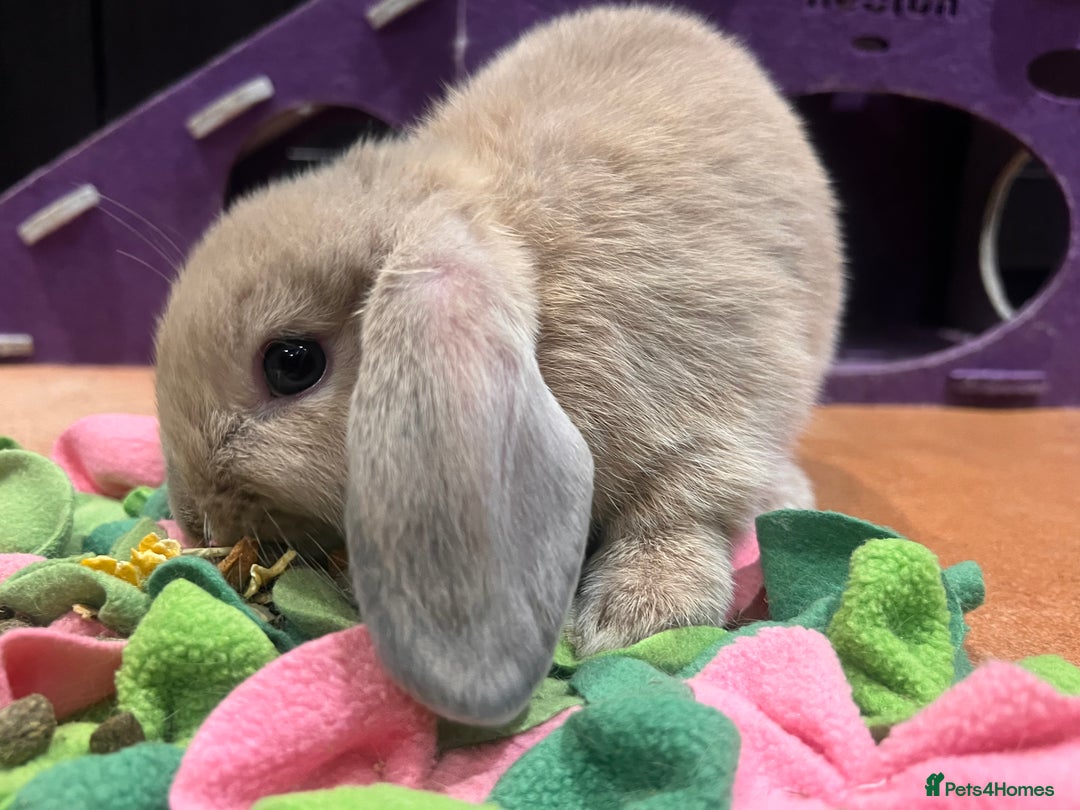 Mini Lop rabbits for sale: 🐰 Mini Lop Baby Bunnies for Sale 🐰 - Image 4