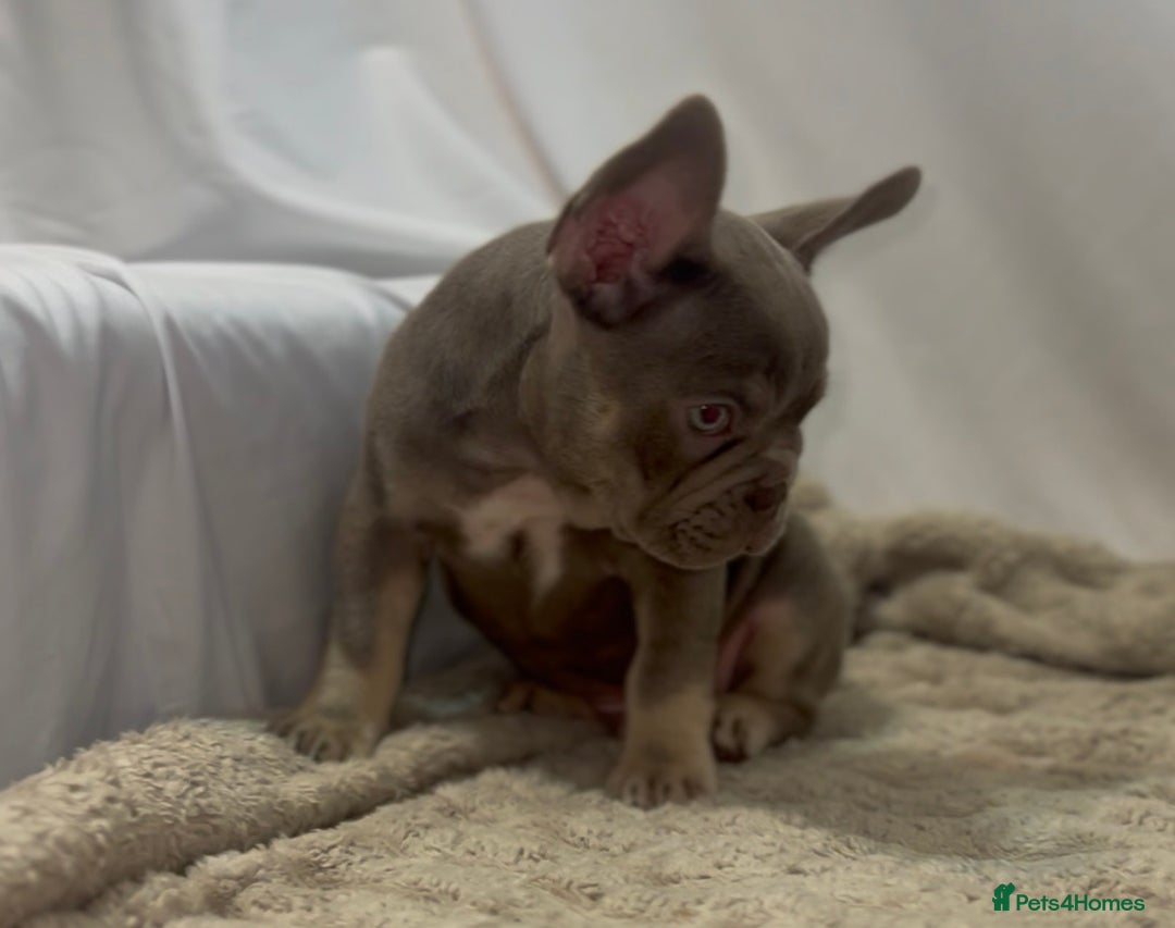 French Bulldog dogs for sale: 💕🐾 Stunning French bulldogs 🐾💕 - Advert 3