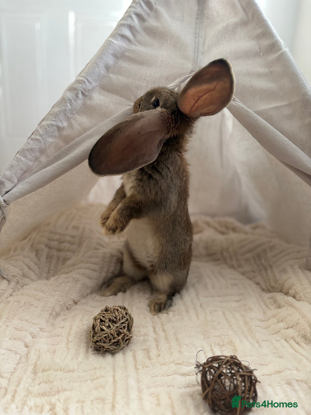 Continental Giant rabbits for sale: Míro The Continental Giant Rabbit - Advert 17