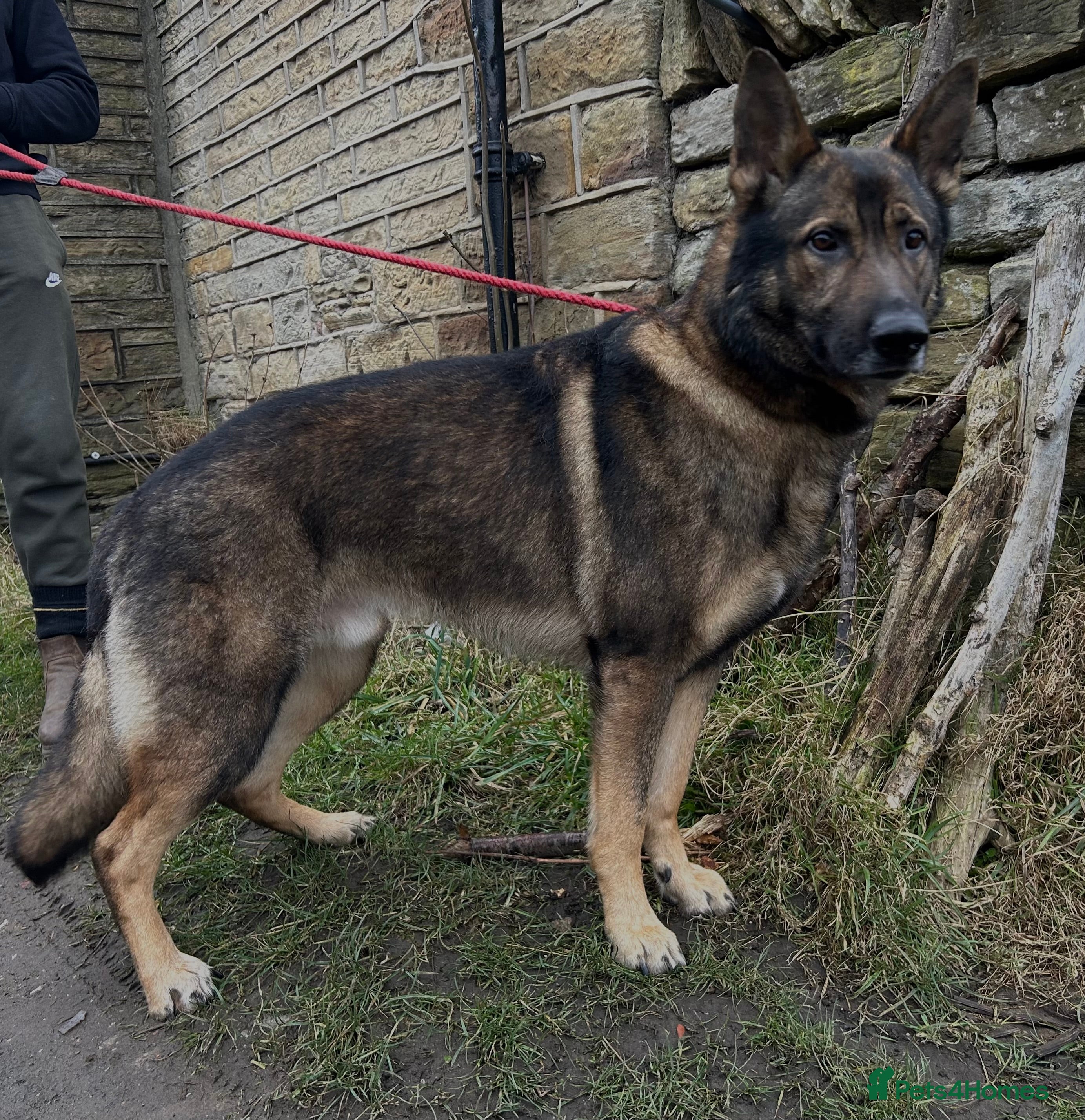 German Shepherd dogs German Shepherd for Stud in Huddersfield - Advert 3