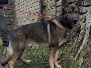 German Shepherd dogs German Shepherd for Stud in Huddersfield - Advert 1