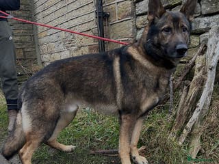 German Shepherd dogs German Shepherd for Stud in Huddersfield - Advert 12