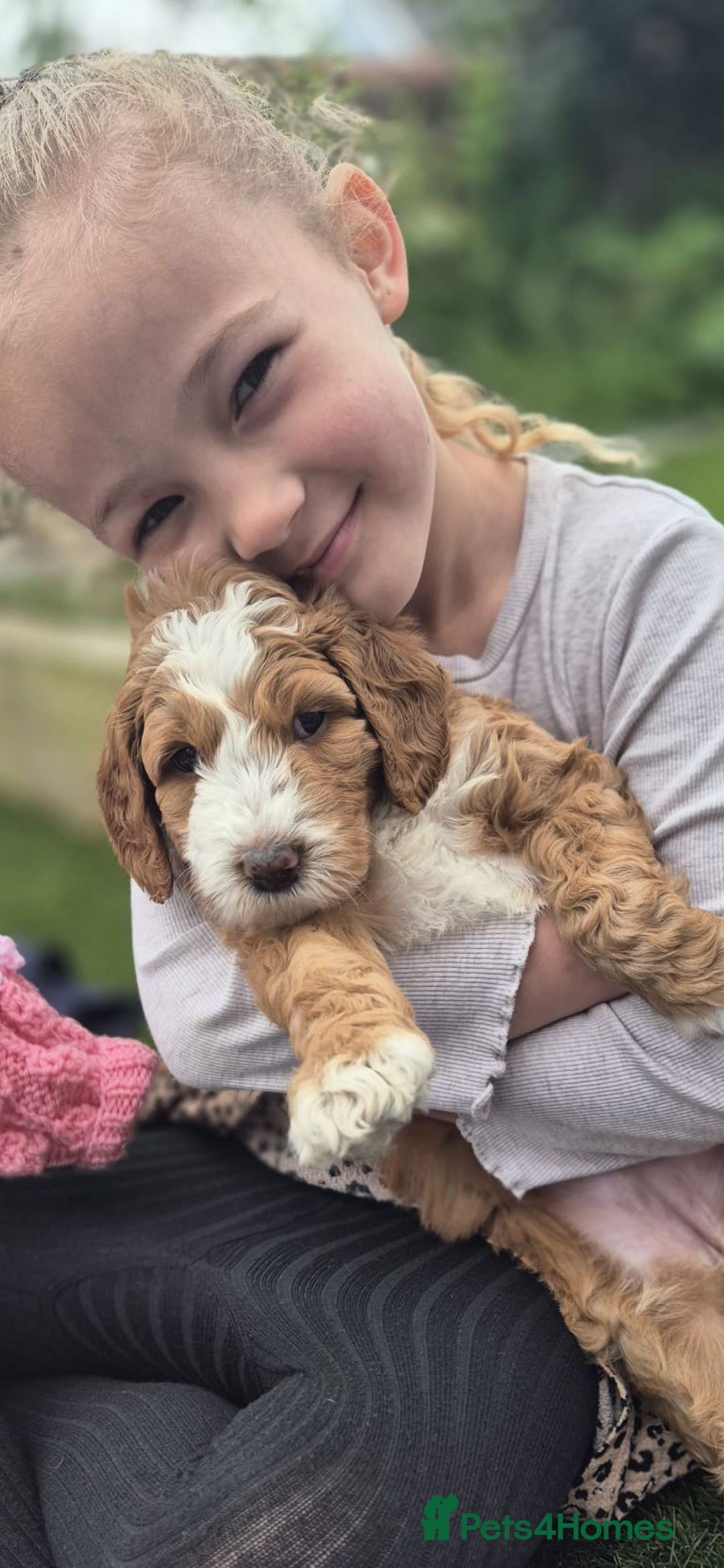 Australian Labradoodle dogs for sale: Australian Labradoodle Pups - Advert 2