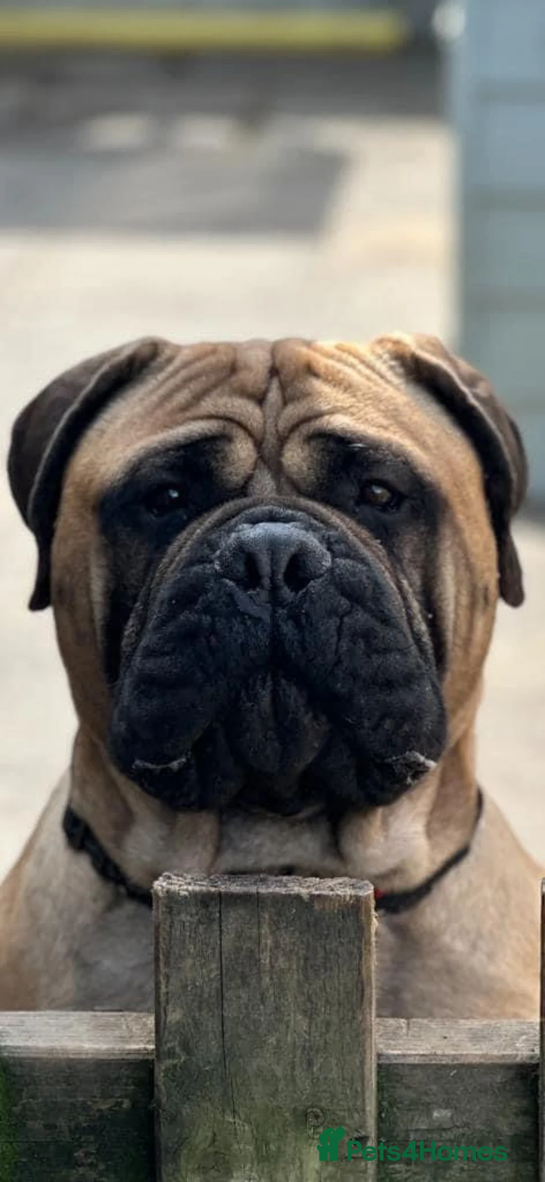 Bullmastiff dogs for stud: ASBORN BULLMASTIFF STUD in Witham - Advert 2