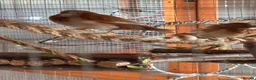 Finches birds for sale: Variety of Finches - Advert 9