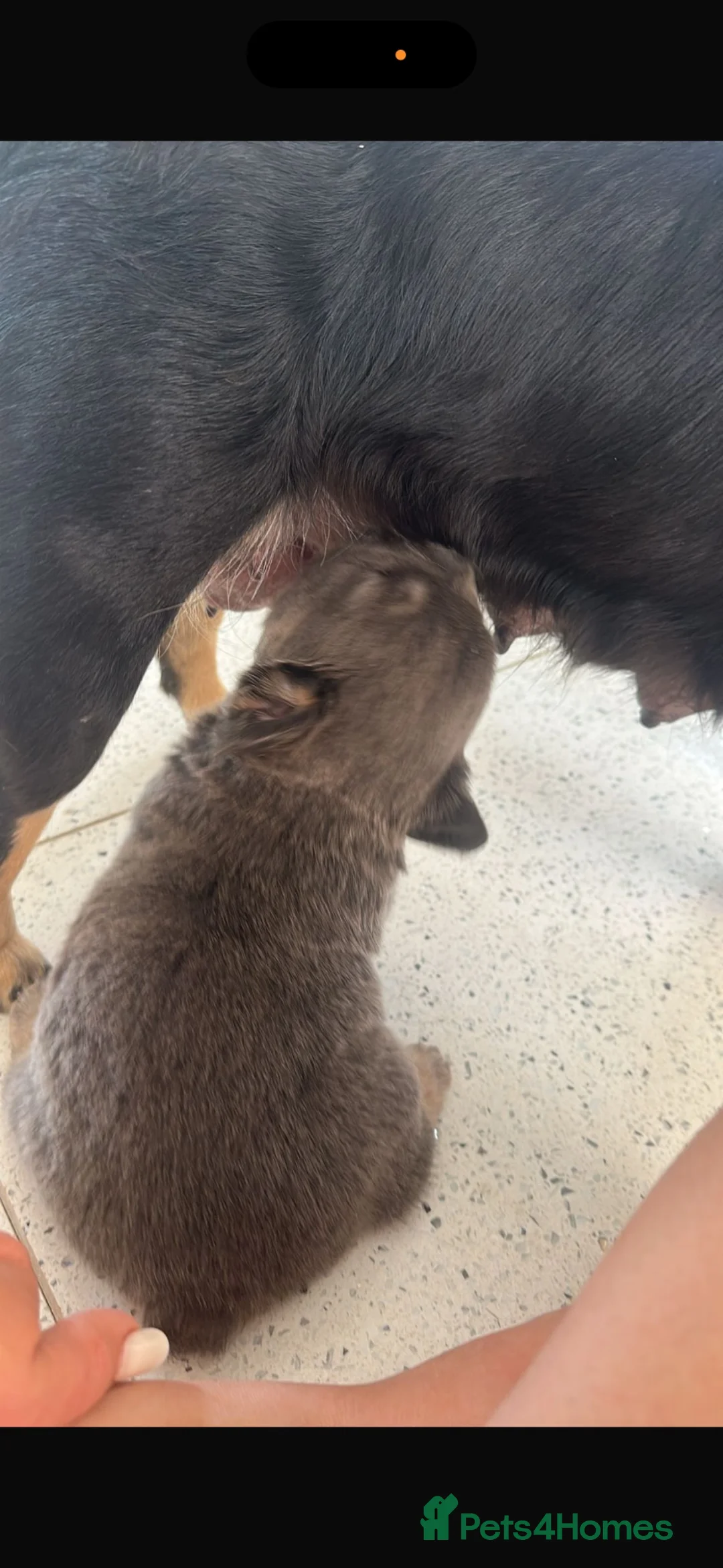 French Bulldog dogs for sale: Fluffy Frenchies - Advert 1