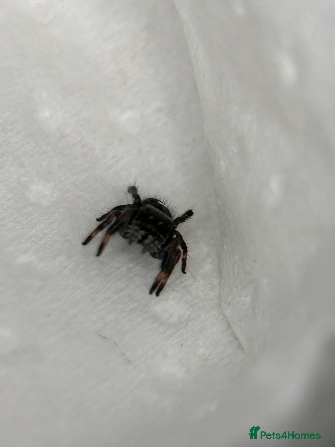 Spiders invertebrates for sale: Apalachicola jumping spiders  - Advert 2