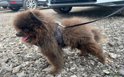 Pomeranian dogs for stud: 🧸🧸XXS PROVEN STUD BOY 🧸🧸 in Scunthorpe - Image 8