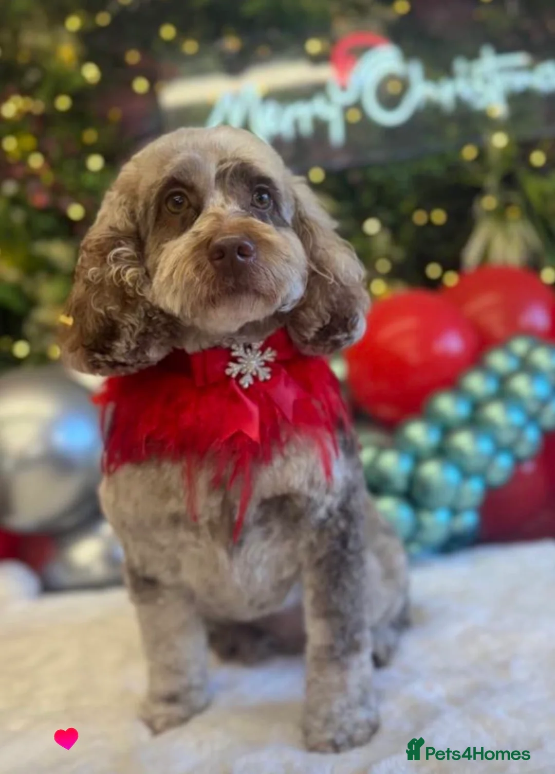 Cockapoo dogs for sale: F1B Cockerpoo puppies for Sale  - Advert 2