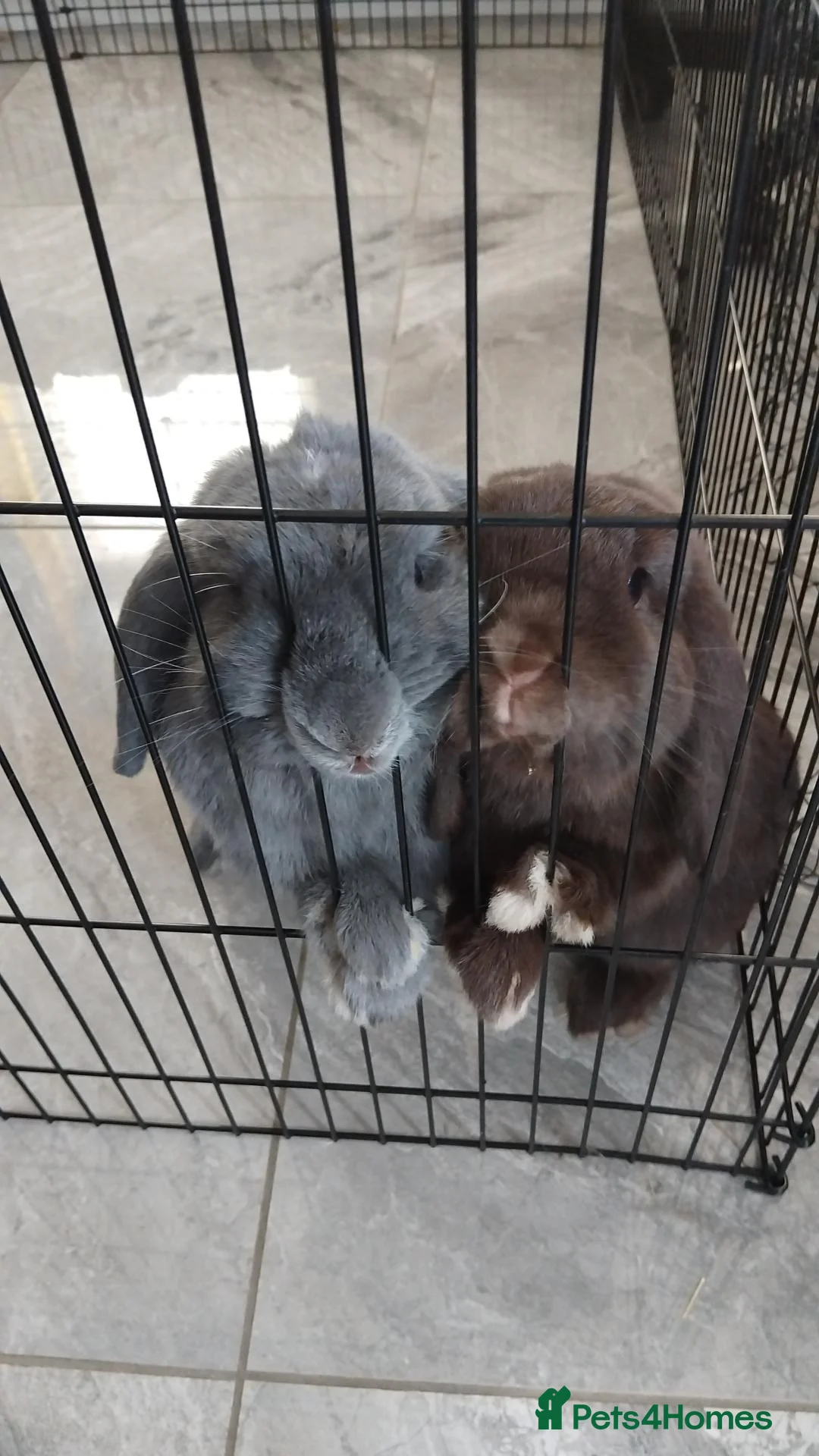 Mini Lop rabbits for sale: Bonded male mini lops in Nottingham - Advert 2