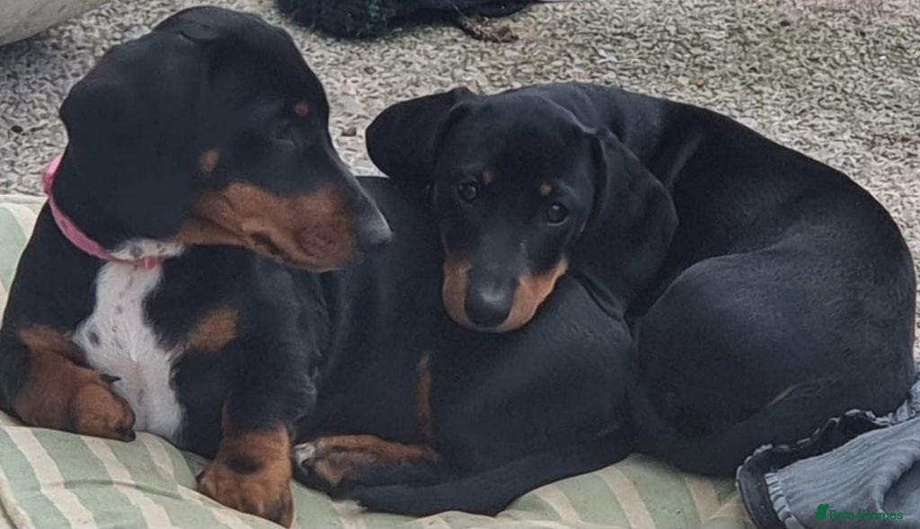 Dachshund dogs Standard dachshund  - Advert 4