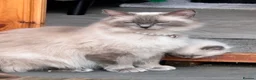 Ragdoll cats for sale: Ragdoll kittens  - Advert 1