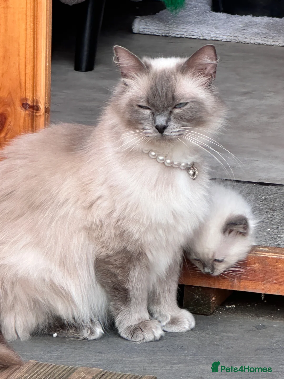 Ragdoll cats for sale: Ragdoll kittens  - Advert 1