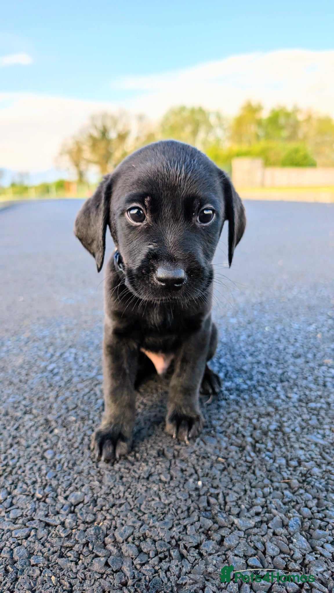 Labrador Retriever dogs Fully Health Tested/RKC Labrador Pups - Ready May - Advert 6