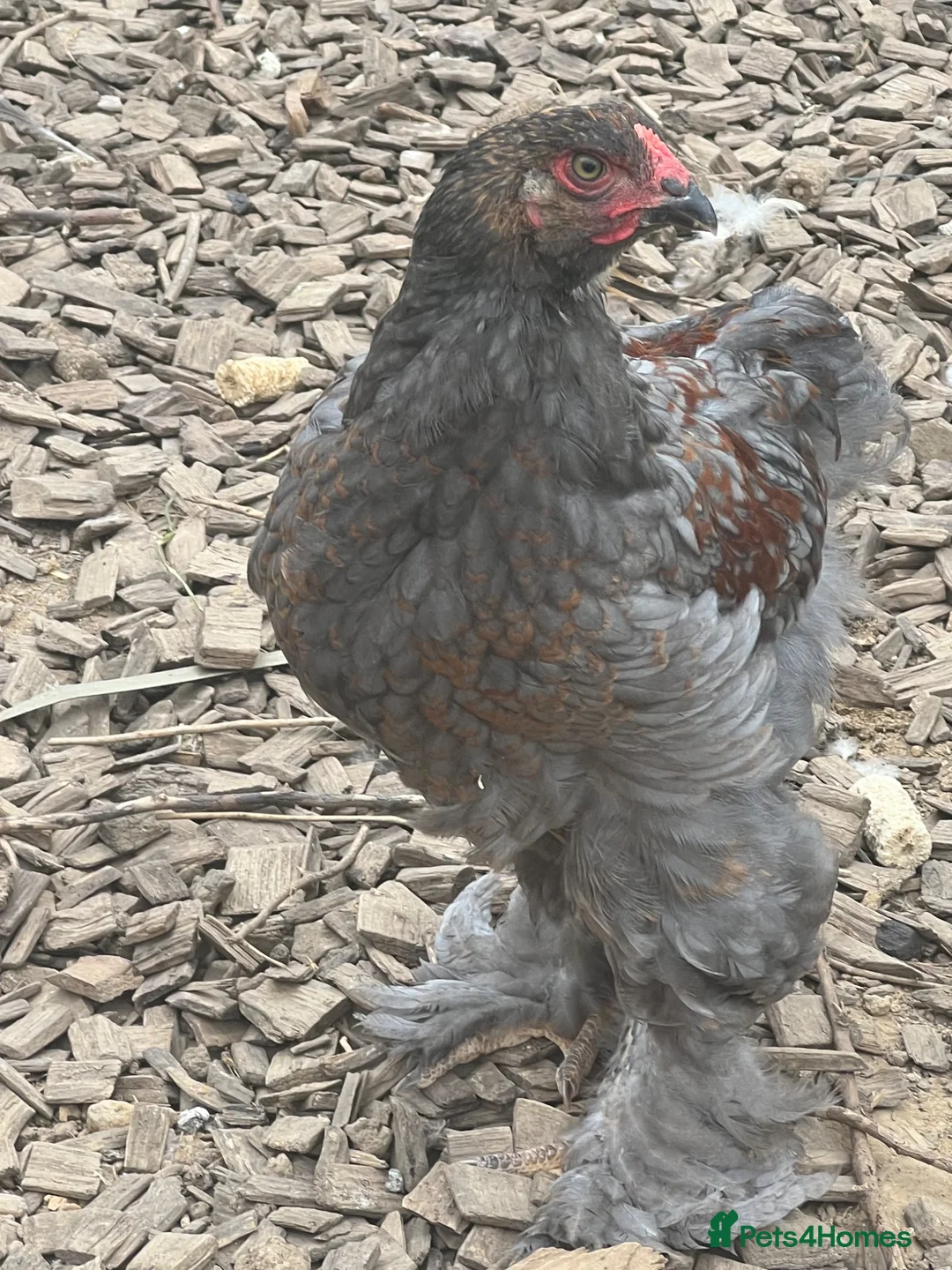 Chickens poultry for sale: 2 x Brahma 11 week old roosters - Advert 5