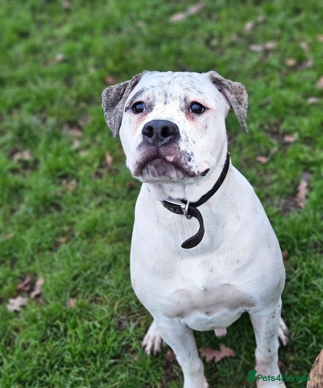 American Bulldog dogs for sale: Adorable Johnsons American Bulldog - Advert 3