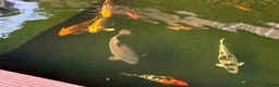 Koi Carp fish for sale: Carp for sale  in Nottingham - Advert 6