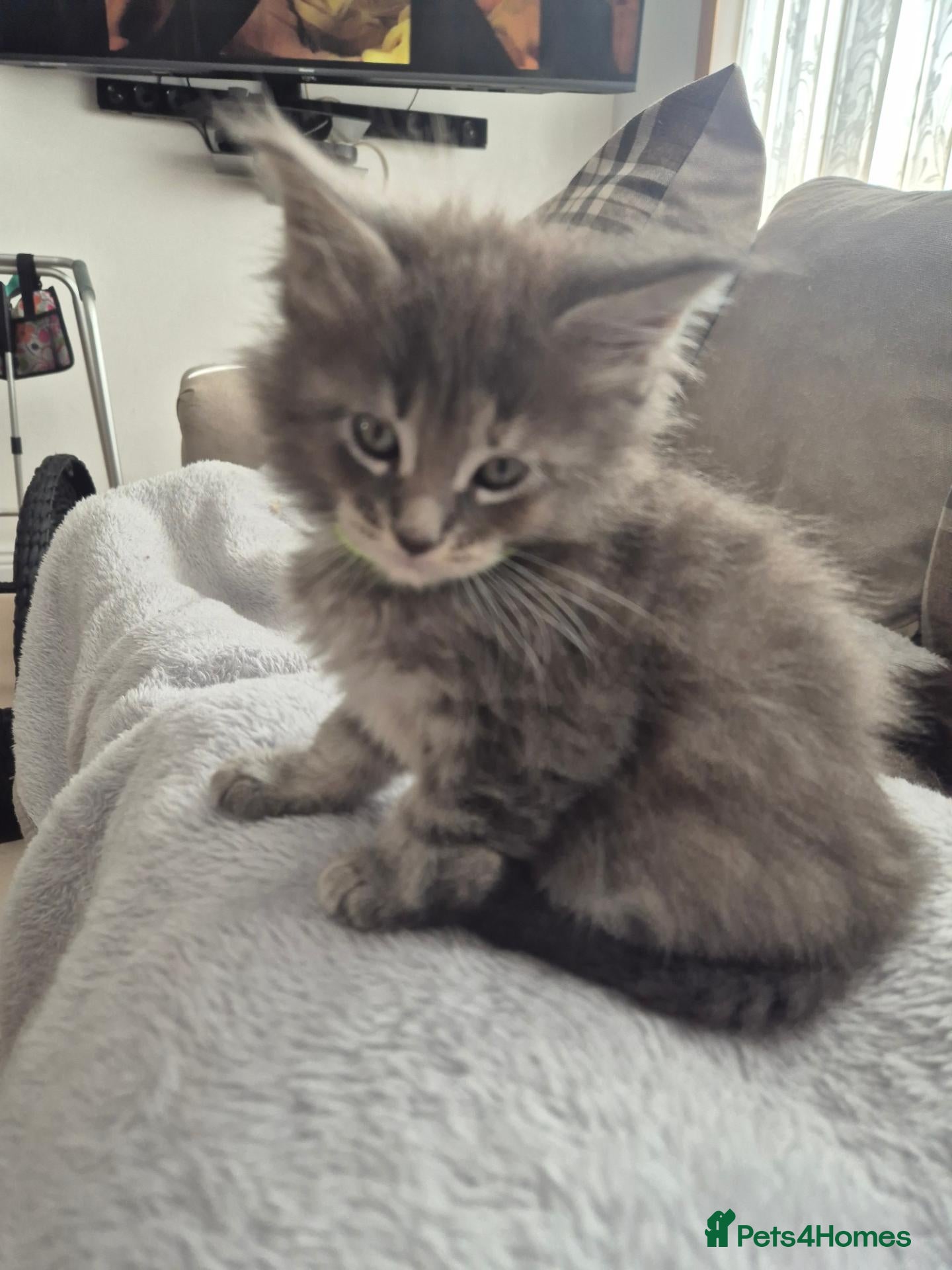 Maine Coon cats  One Boy, One Girl Maine Coons Kittens left 😍😸  - Advert 2