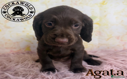 Cocker Spaniel dogs for sale: 🖤 Quality Cocker Spaniels 🖤 Ready Now 🖤 - Image 21