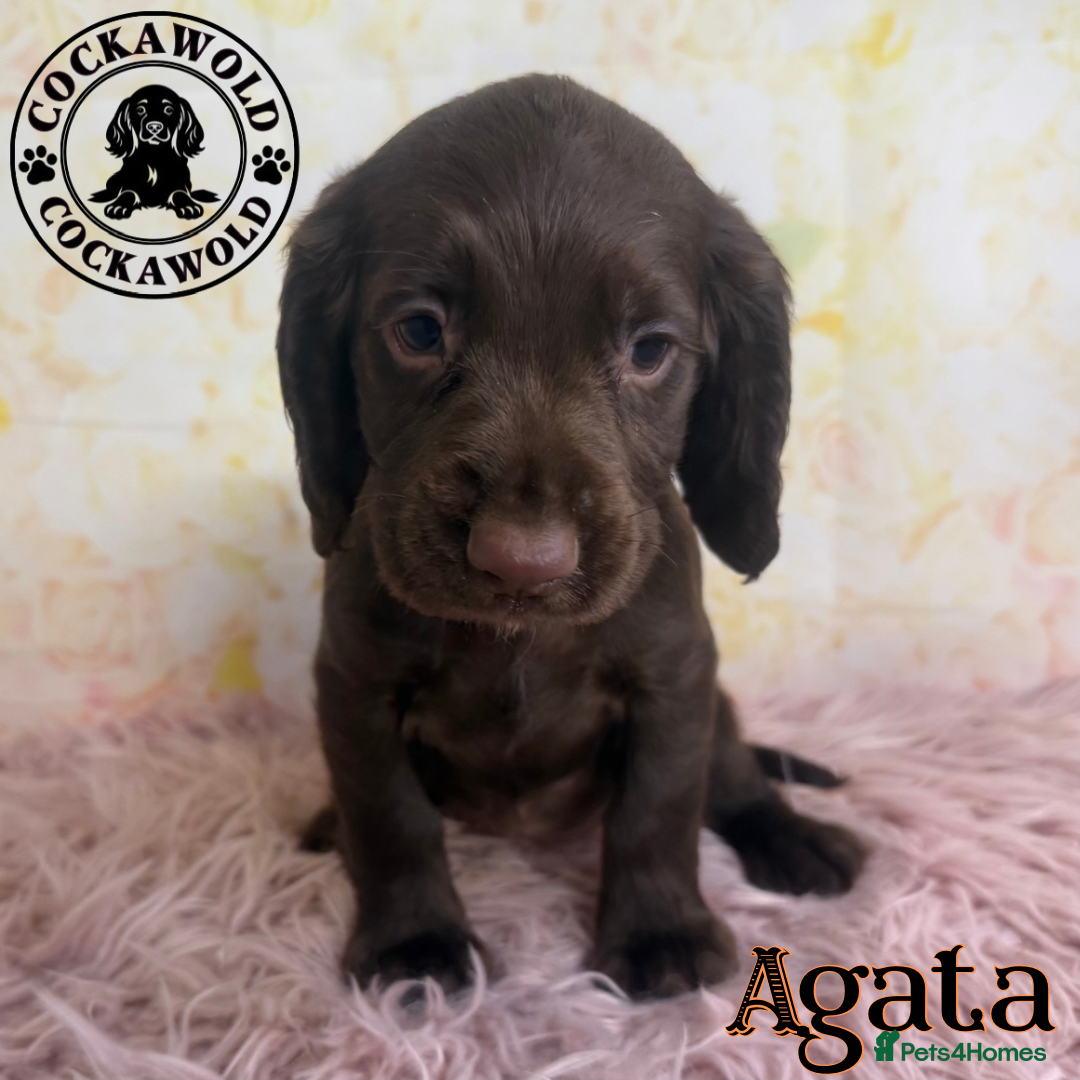 Cocker Spaniel dogs for sale: 🖤 Quality Cocker Spaniels 🖤 Ready Now 🖤 - Image 21