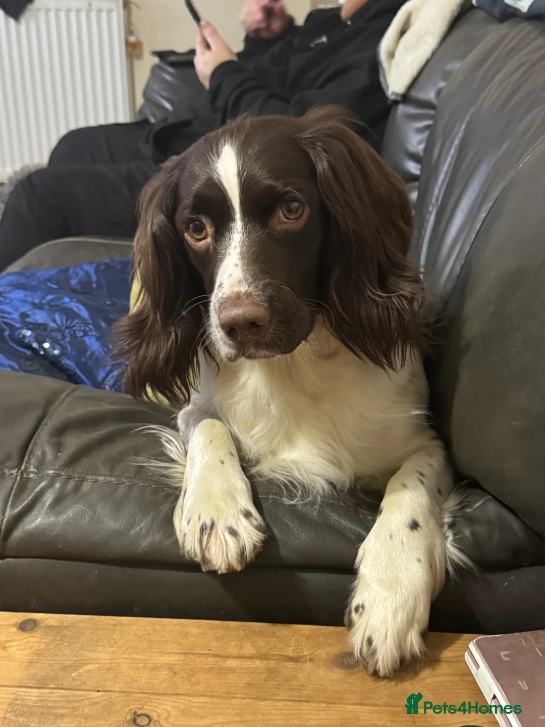 Sprocker dogs for sale: Beautiful sprocker spaniel puppies in Cheltenham - Advert 1