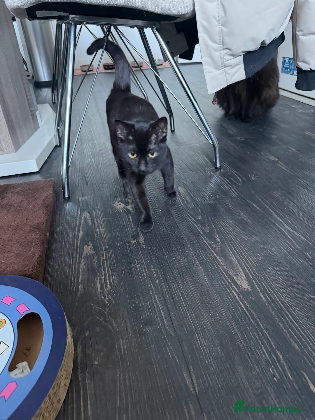 Mixed Breed cats for sale: Gorgeous kitten looking for family home  - Advert 6