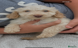 Cockapoo dogs for sale: Beautiful cockapoo pups ready now - Image 1