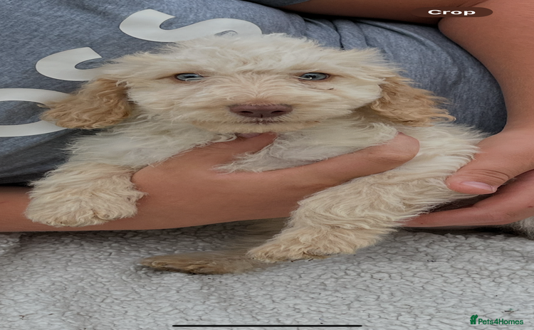 Cockapoo dogs - Advert 1
