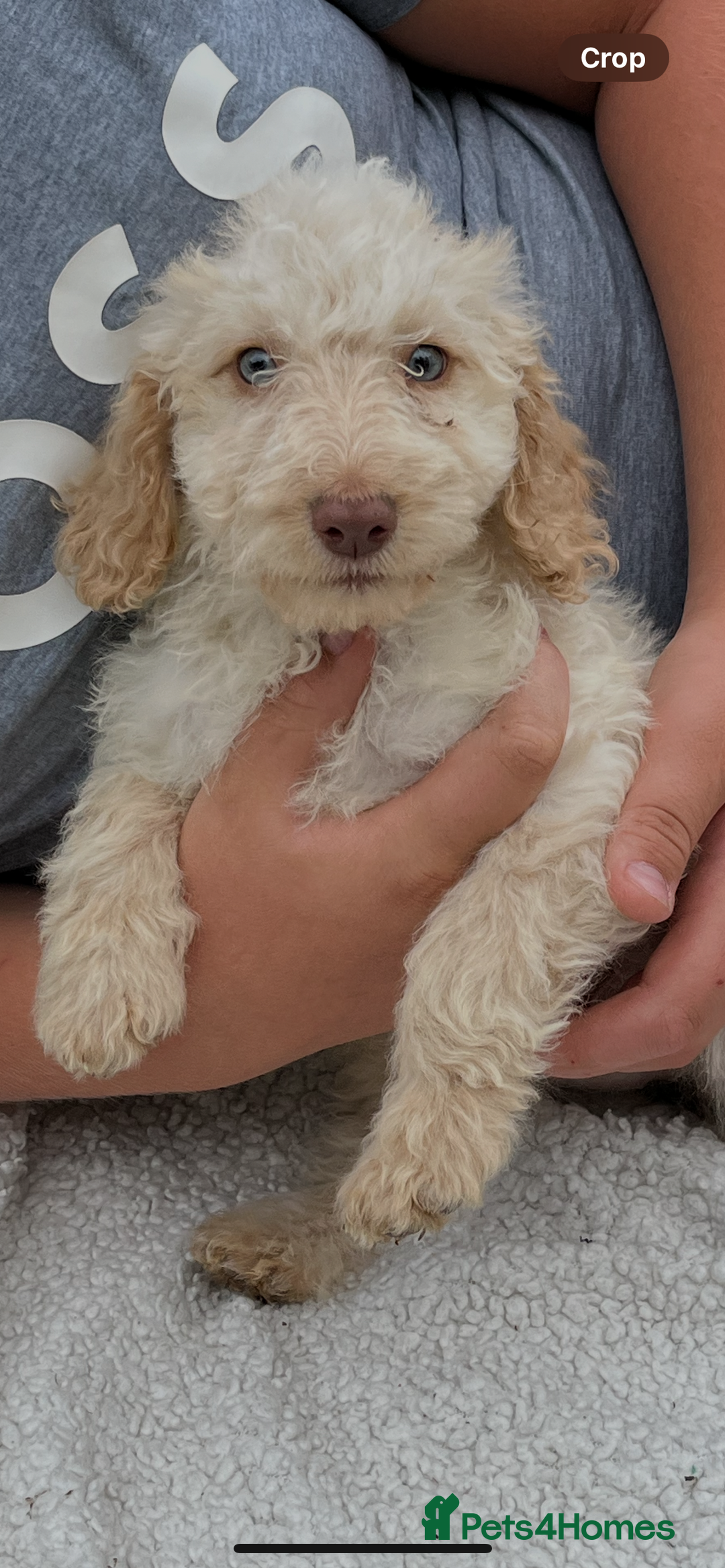 Cockapoo dogs for sale: Beautiful cockapoo pups ready now - Image 1