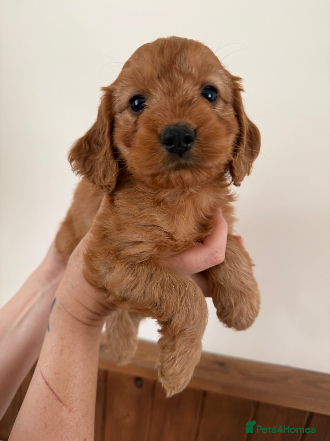 Cockapoo dogs for sale: Beautiful Health tested Toy Cockapoo Puppies - Image 8